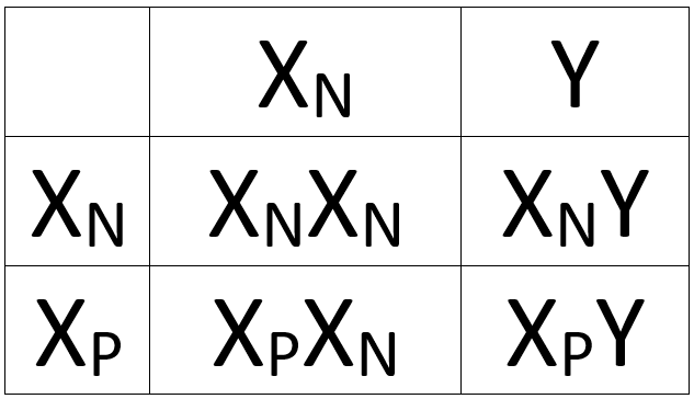 Punnett square example.