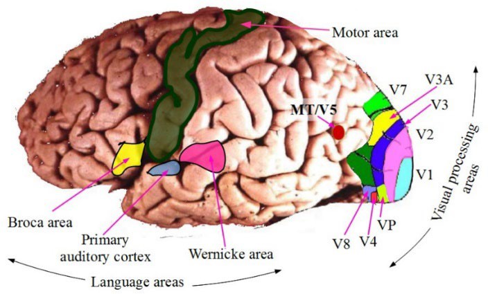 A side view of the human brain. V4 appears in the bottom right of this image.