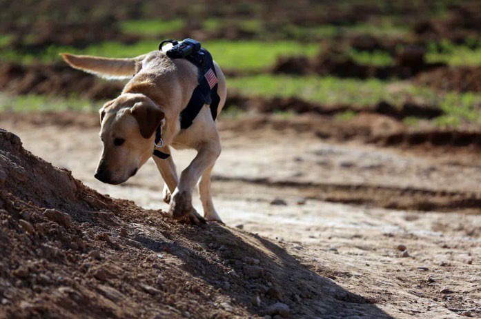 Image of a dog smelling the ground.