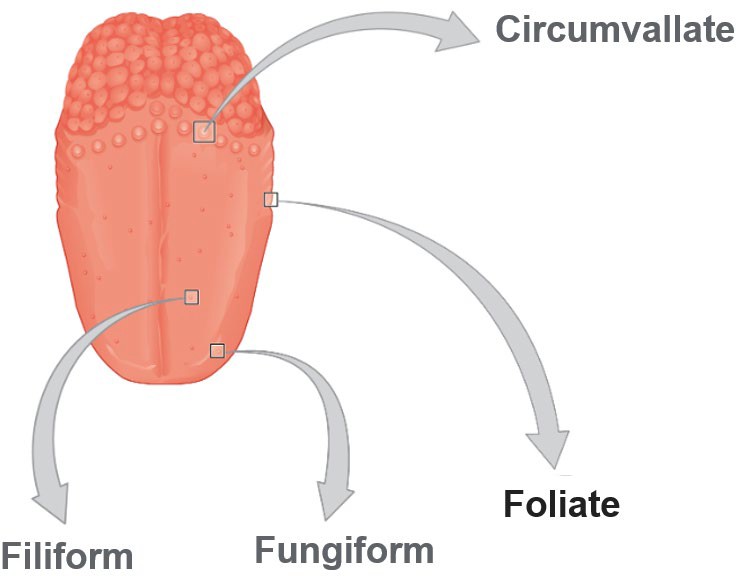 Diagram of the different types of papillae on the tongue.