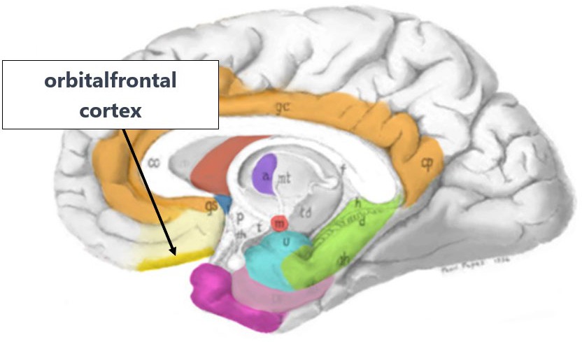 Diagram of the brain with the orbitofrontal cortex highlighted.