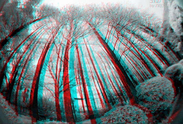 Image of a forest view with trees.