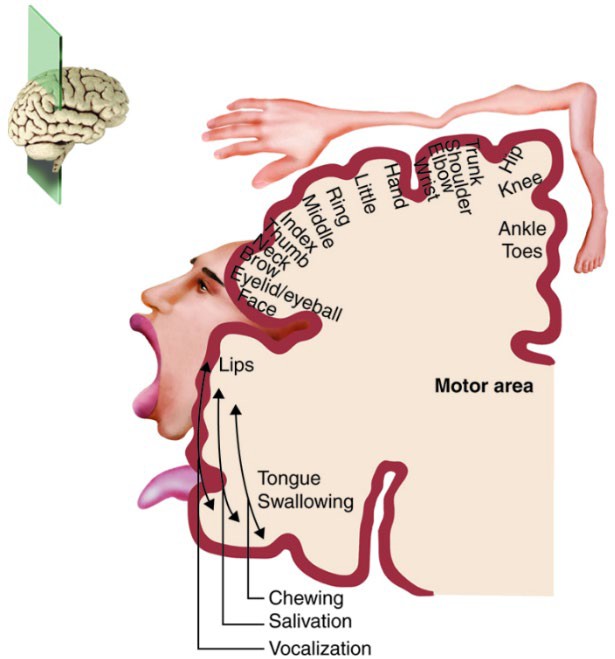 Cross section of S1 showing the somatotopic map and cortical magnification of the hands and lips.