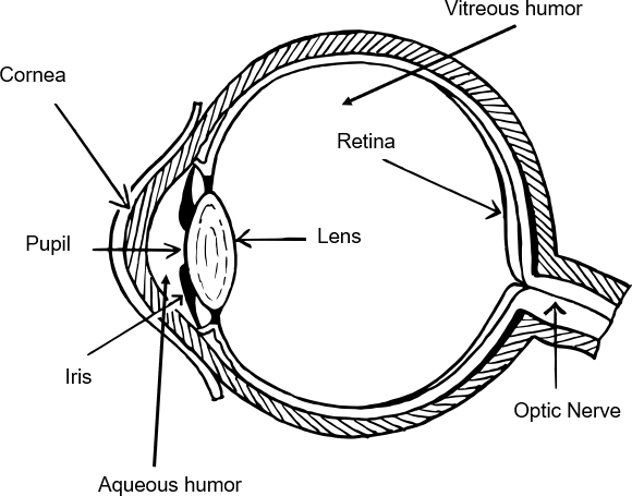 Figure of the physiology of the eye.  