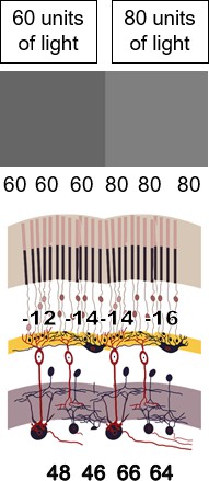 Mach bands can be explained by lateral inhibition from neighboring areas.
