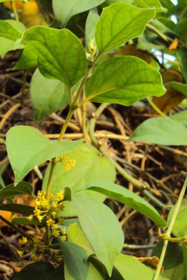 Picture of Gymnema sylvestre.