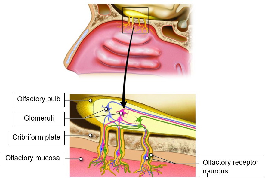 The image is a labeled diagram of the olfactory system, showing the nasal cavity and a magnified view of key structures. It includes the olfactory bulb, which processes smell signals, glomeruli for odor processing, the cribriform plate allowing neuron passage, the olfactory mucosa containing sensory neurons, and olfactory receptor neurons that detect odors and send signals to the brain.