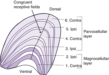 Diagram of the six layers of the Lateral Geniculate Nucleus (LGN).