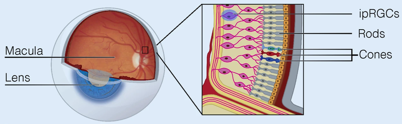 Diagram of the human eye ball with a zoom-in of the retina photoreceptors.