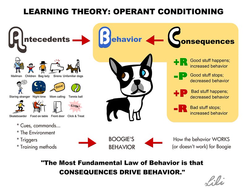 A chart illustrates the antecedents, behavior, and consequences for training a dog named Boogie.