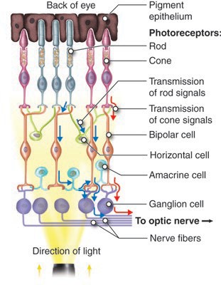 Layers of cells in the retina (from rods and cones to horizontal, bipolar, amacrine, and ganglion cells.)