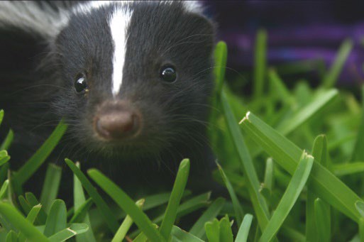 Image of a baby skunk in the grass.
