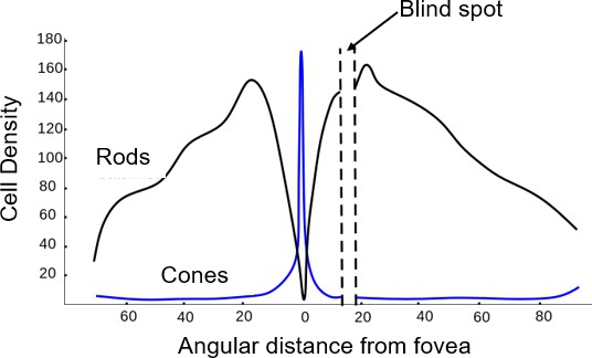 Density of rods and cones in the retina as a function of distance from the fovea. Cones are concentrated at the fovea but are found everywhere while rods only appear in the periphery.