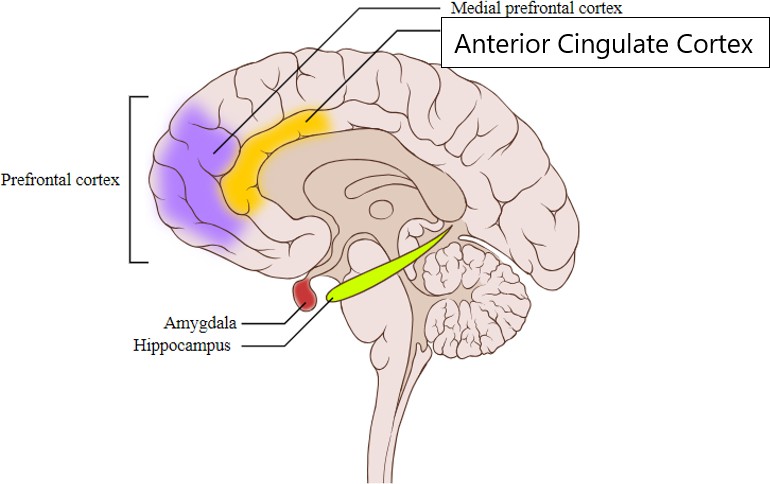 Diagram of the brain with the anterior cingulate cortex highlighted