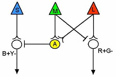 Diagram showing how blue, green, and red cones can be wired together to create ganglion cells that respond in an opponent manner for color.