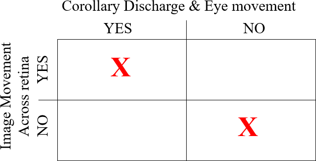 The four possible conditions in corollary discharge theory. No motion in perceived in conditions marked with an X.