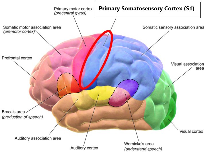 Diagram showing the primary somatosensory cortex.