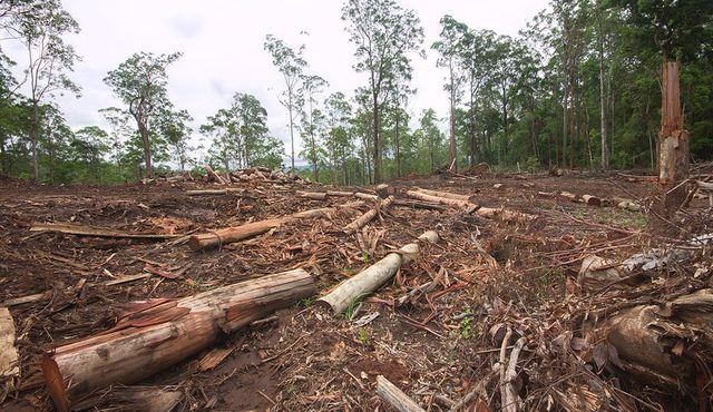 Effects of logging in Australia